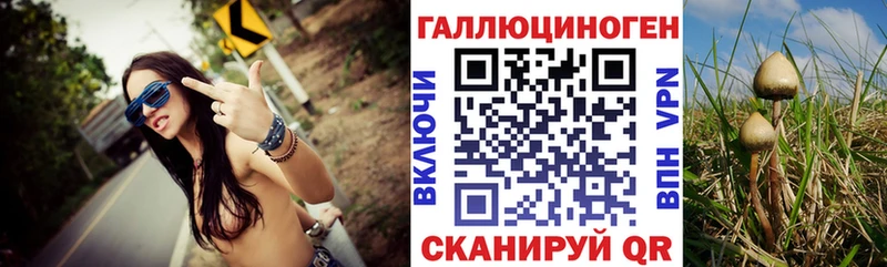 наркотики  Терек  Галлюциногенные грибы Psilocybe 